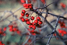 Hawthorn berries by Stephen Foster.jpeg
